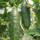 Marketmore 76 Cucumber Seeds | NON-GMO | Heirloom