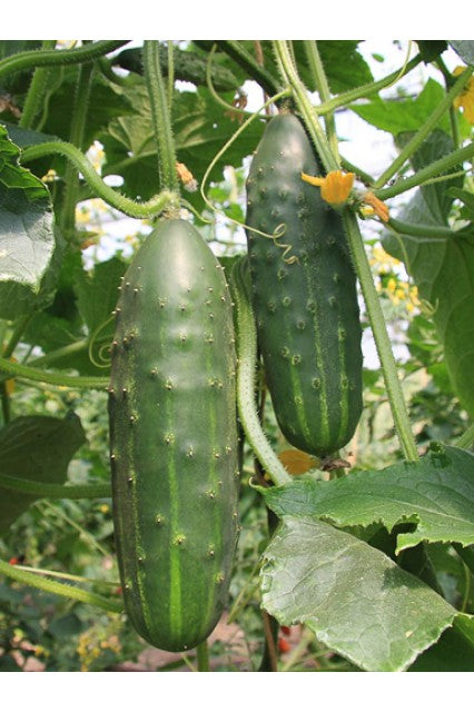 Marketmore 76 Cucumber Seeds | NON-GMO | Heirloom