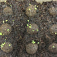 Seeds Peppermint Seeds- Herb-(Organic)