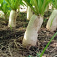 Daikon Radish -Japanese White Radish Seeds