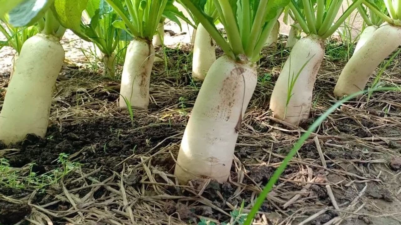 planting daikon radish seeds Daikon Radish -Japanese White Radish Seeds