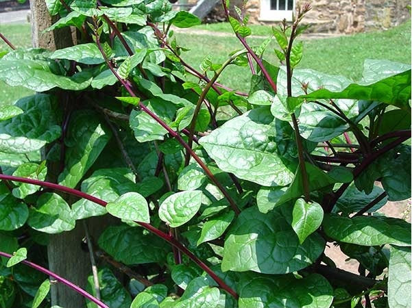Red Malabar Spinach Seeds (Mồng Tơi Đỏ) - Heirloom, Non-GMO