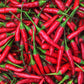 Thailand Bird's Eye Chili Pepper Seeds