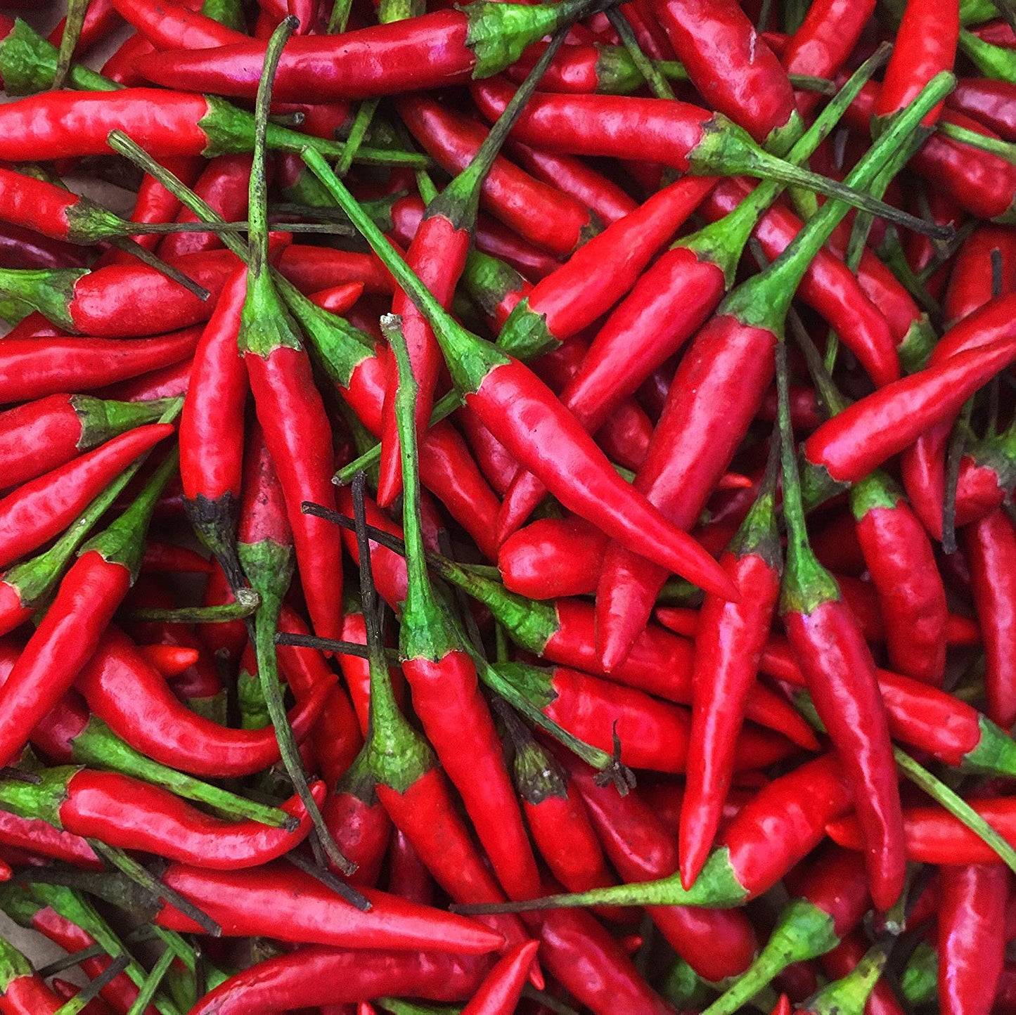 planting birds eye chilli seeds Thailand Bird's Eye Chili Pepper Seeds – Mai's Family