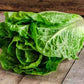 Lettuce Seeds - Romaine - Parris Island Cos