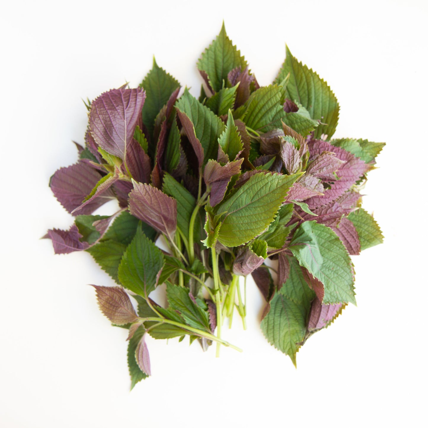 Shiso Seeds (Tía Tô) - Heirloom - Asian Culinary Herb - Non GMO