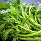 Chrysanthemum Seeds. (Shungiku, ,Tong Ho ,Tan Ngo, Cai Cuc, Tần Ô, 虎耳大葉茼蒿)