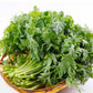 Chrysanthemum Seeds. (Shungiku, ,Tong Ho ,Tan Ngo, Cai Cuc, Tần Ô, 虎耳大葉茼蒿)