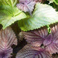 Shiso Seeds (Tía Tô) - Heirloom - Asian Culinary Herb - Non GMO