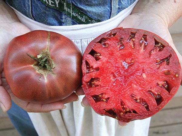 Cherokee Purple tomato seeds, heirloom, NON-GMO