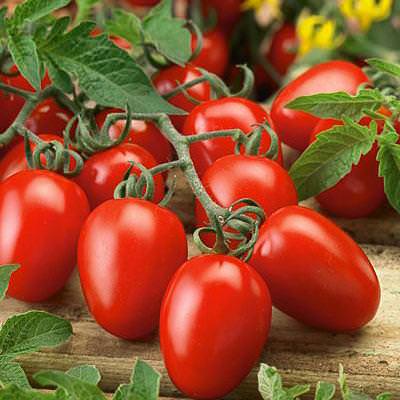羅馬 VF 番茄種子 |非基因改造 |傳家寶