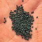 Molokhia - Egyptian Spinach Seeds (Rau Day) HeirloomNon-GMO