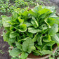 Green Malabar Spinach Seeds - Mồng Tơi
