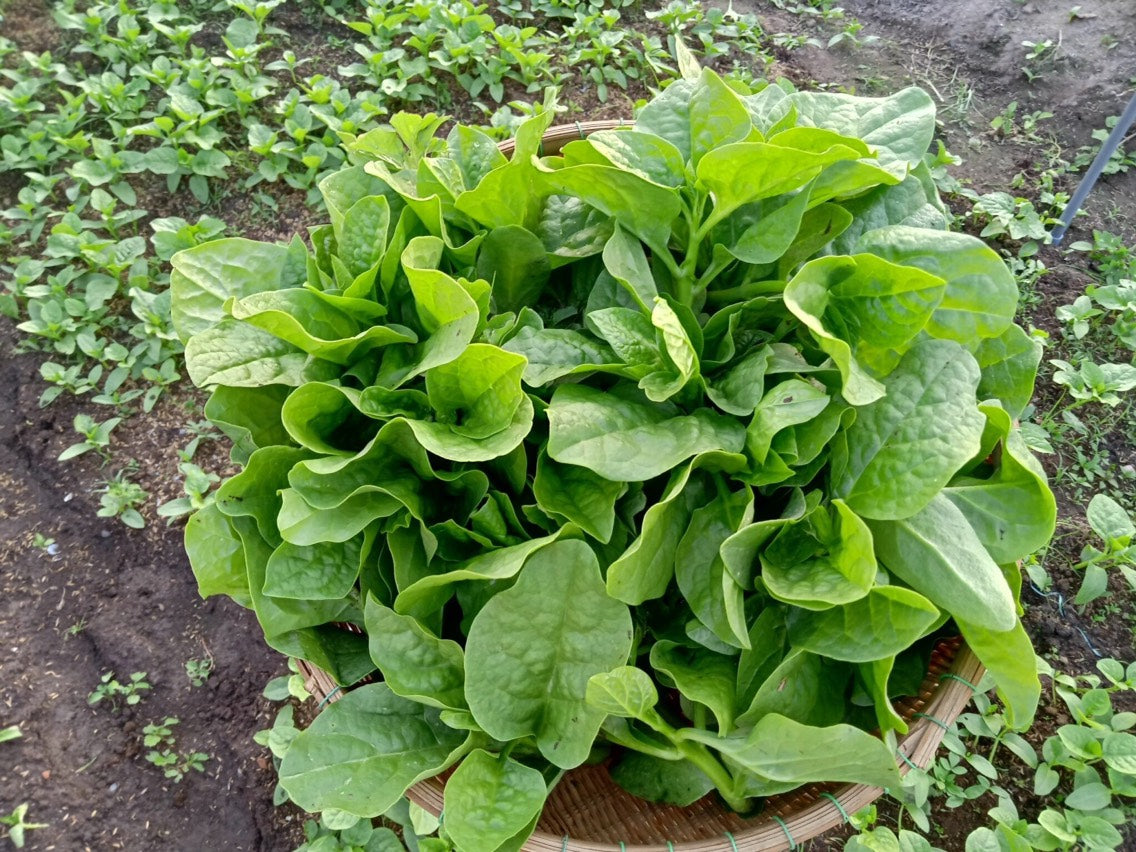 Green Malabar Spinach Seeds - Mồng Tơi